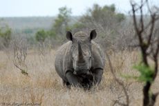 Breitmaulnashorn (8 von 28).jpg